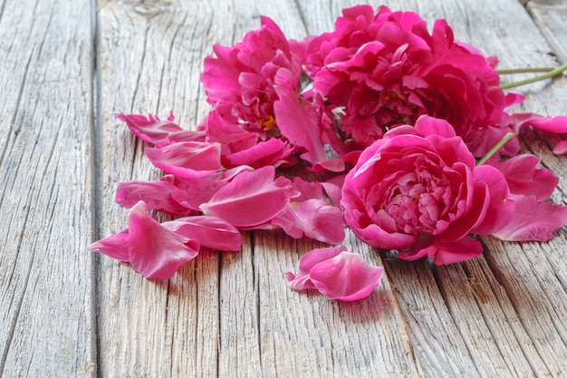 Belle peonie fresche su superficie di legno