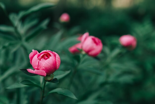 Belle peonie rosa che fioriscono nel giardino. Concetto di primavera.