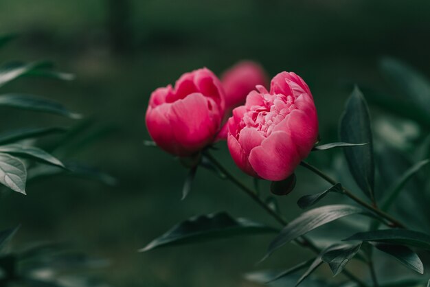 Belle peonie rosa che fioriscono nel giardino. Concetto di primavera.