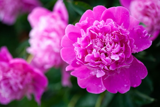 Belle peonie rosa che sbocciano nel giardino in estate