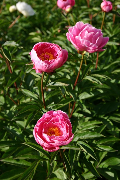 Belle peonie rosa e bianche con fogliame verde