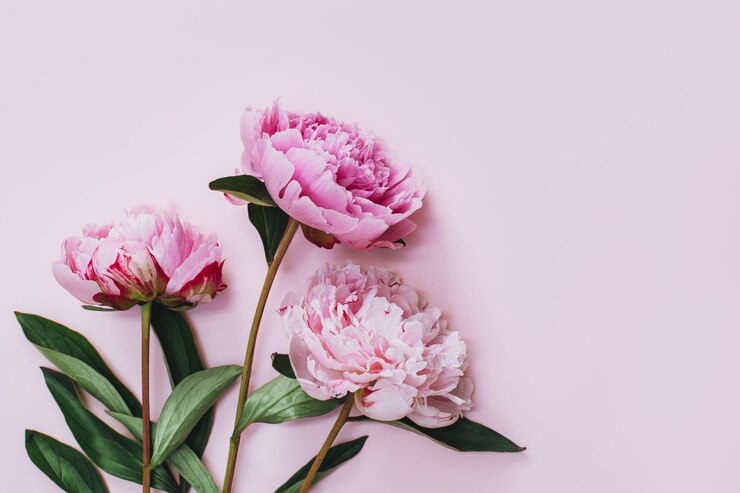 Foto belle peonie rosa su uno sfondo pastello rosa