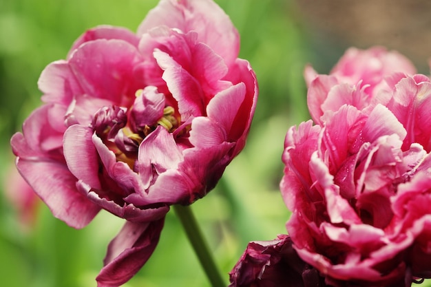 Belle peonie rosa