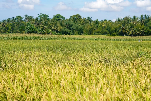 belle piante di risone verdi campi di riso natura a Tabanan, Bali foto premium