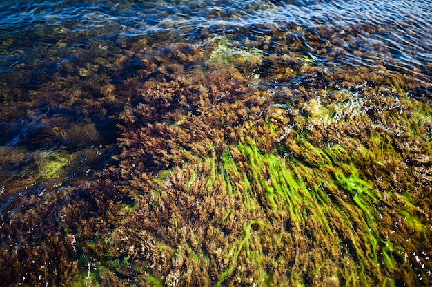 Belle pietre d'acqua con muschio verde sul Mar Nero