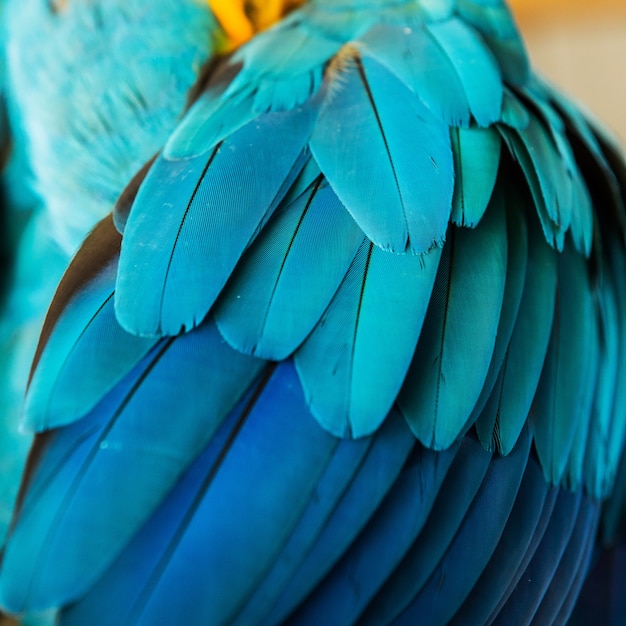 Belle piume di volo di un&#39;ara blu e oro