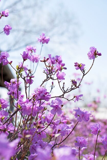 Belle rami con fiori rosmarino sullo sfondo del cielo.