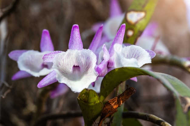 Belle rare orchidee selvatiche in una foresta tropicale