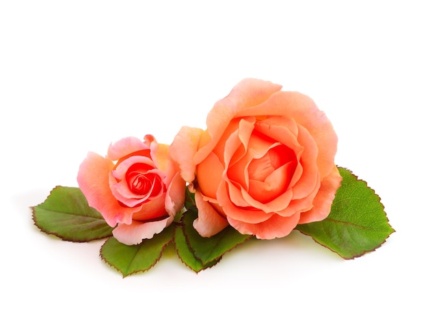 Belle rose arancioni