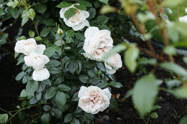 Belle rose bianche che fioriscono nel parco