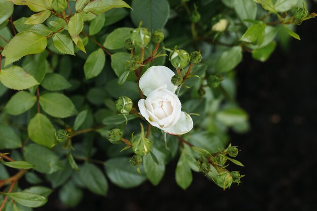 Belle rose bianche che fioriscono nel parco