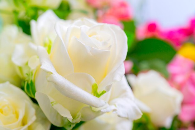 Belle rose bianche. Sfondo naturale festivo floreale.