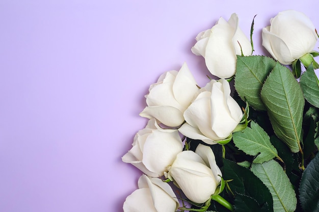 Belle rose bianche su sfondo lilla spazio copia