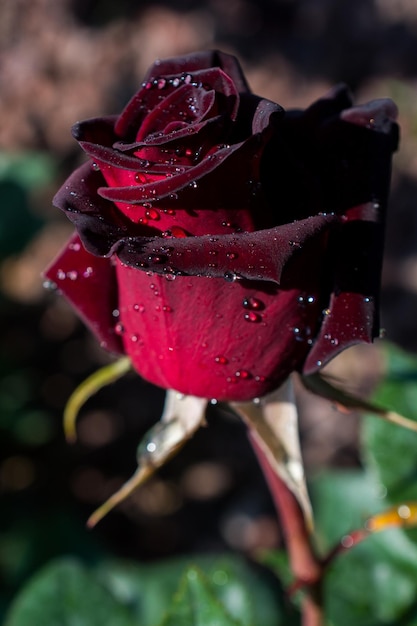 Belle rose colorate in fiore nel giardino