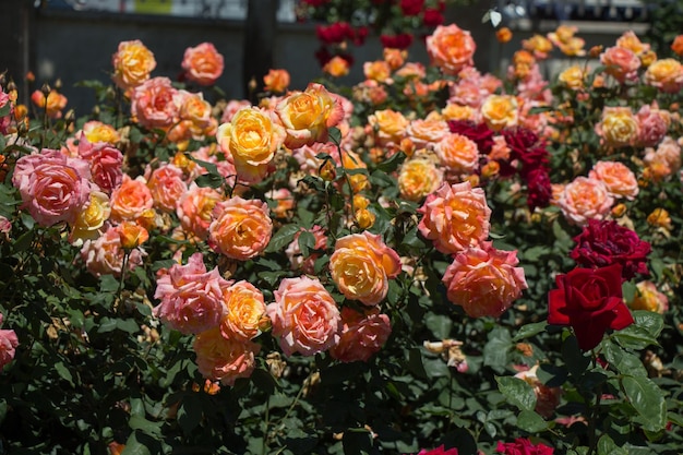 Belle rose colorate in un giardino di rose