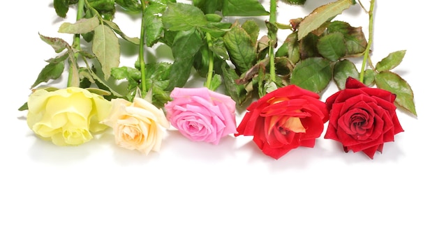 Belle rose colorate isolate su bianco