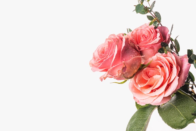 Belle rose con gocce d'acqua e foglie verdi su sfondo bianco.