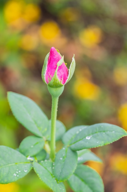 Belle rose dopo la pioggia