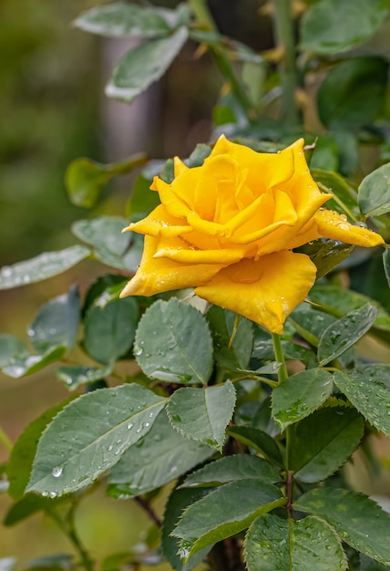 Belle rose dopo la pioggia