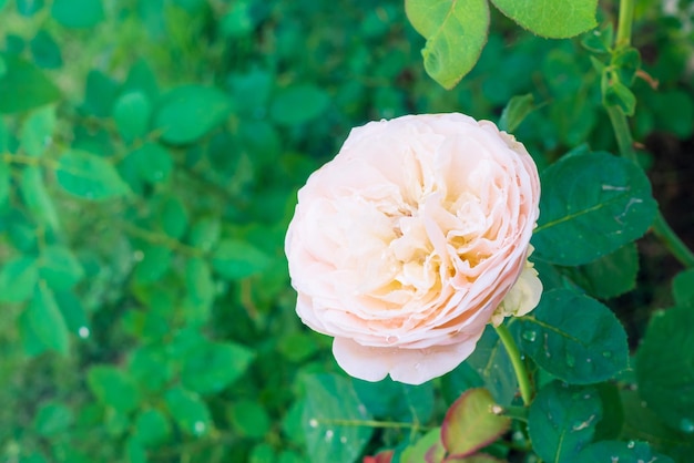 Belle rose fioriscono nel giardino