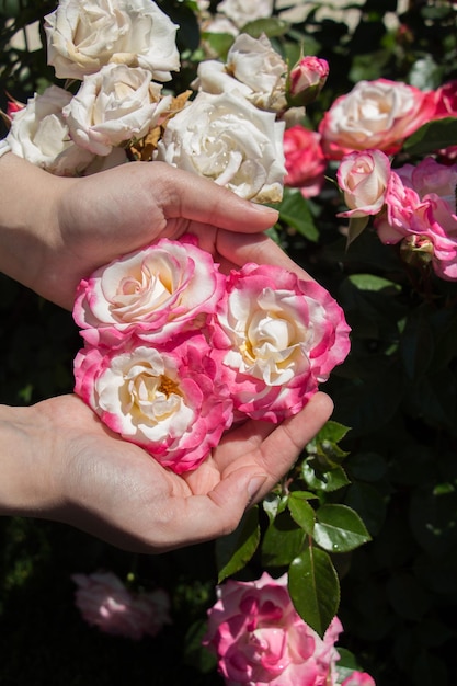 Belle rose fresche in mano