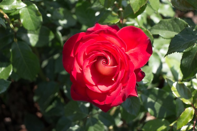 Belle rose fresche in vista ravvicinata