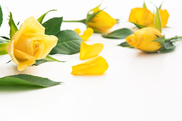 Belle rose gialle con foglie verdi e petali su bianco