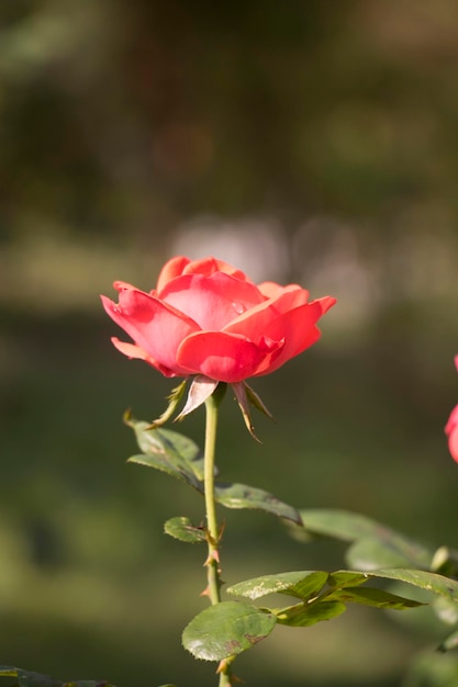 Belle rose in rose da giardino per San Valentino