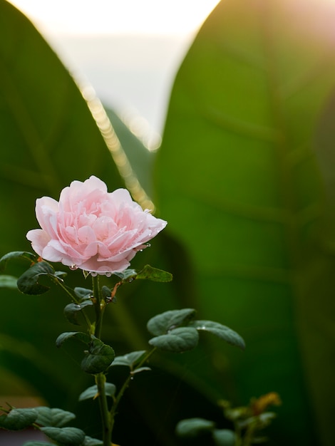 Belle rose in un giardino esterno