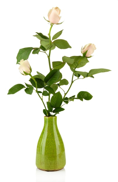 Belle rose in vaso, isolate su bianco
