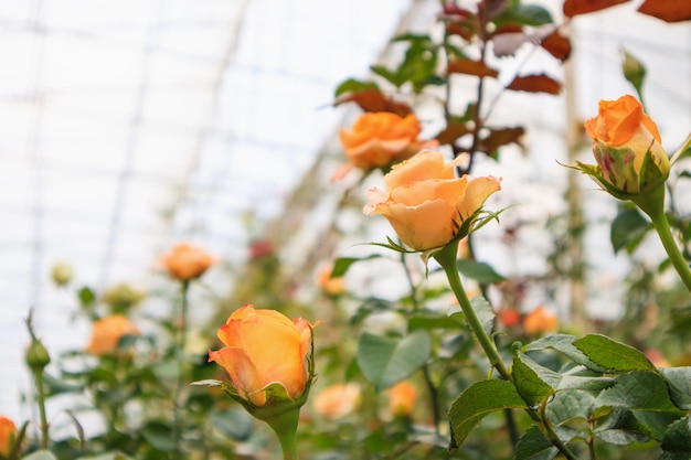 Belle rose naturali fresche nel giardino fiorito