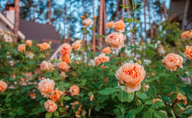 Belle rose nel giardino che coltivano diverse varietà di fiori Giardinaggio come hobby