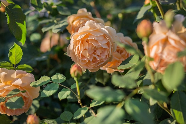 Belle rose nel giardino che coltivano diverse varietà di fiori