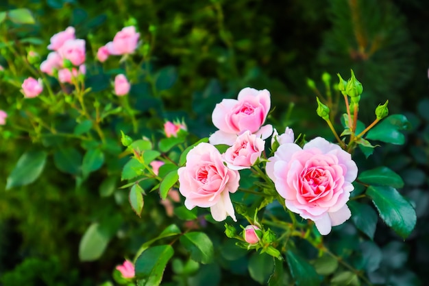 Belle rose rosa bonica in giardino perfette per lo sfondo di biglietti di auguri per il compleanno