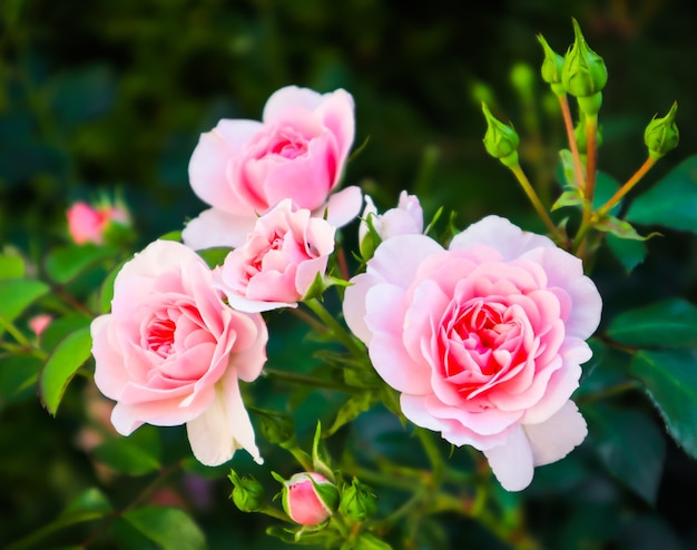 Belle rose rosa bonica in giardino perfette per lo sfondo di biglietti di auguri per il compleanno