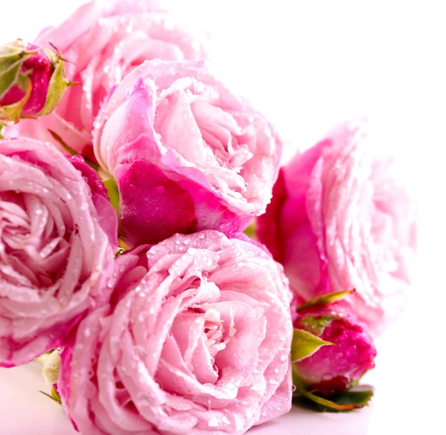Belle rose rosa isolate su bianco