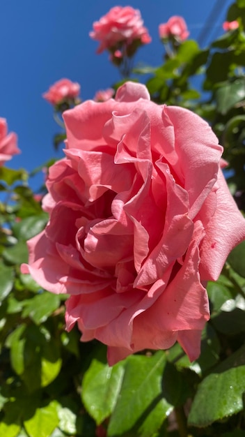 Belle rose rosa setose in giardino con sfondo blu cielo primaverile