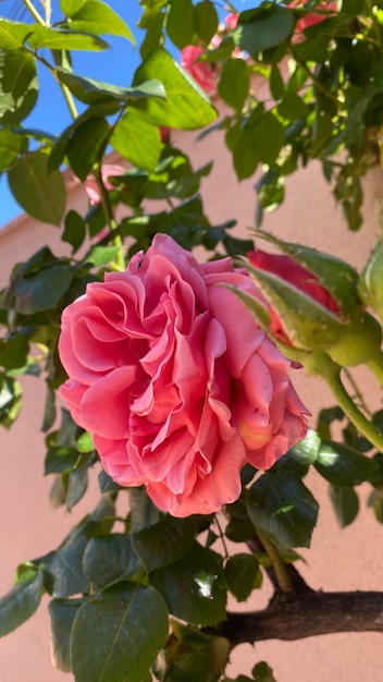 Belle rose rosa setose in giardino con sfondo blu cielo primaverile