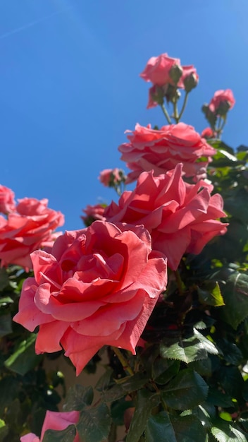 Belle rose rosa setose in giardino con sfondo blu cielo primaverile