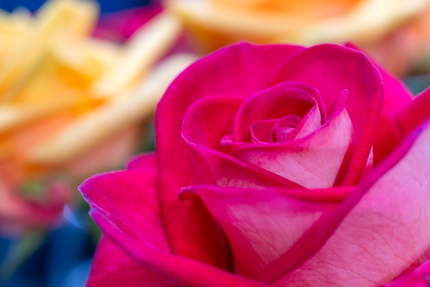 Belle rose rosa. Sfondo naturale festivo floreale.