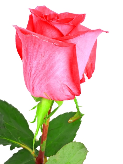 Belle rose rosa singole isolate su priorità bassa bianca.