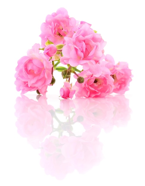 Belle rose rosa su sfondo bianco