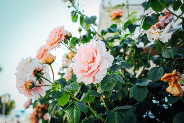 Belle rose rosa sullo sfondo del giardino