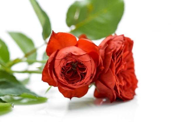 Belle rose rosse e foglie