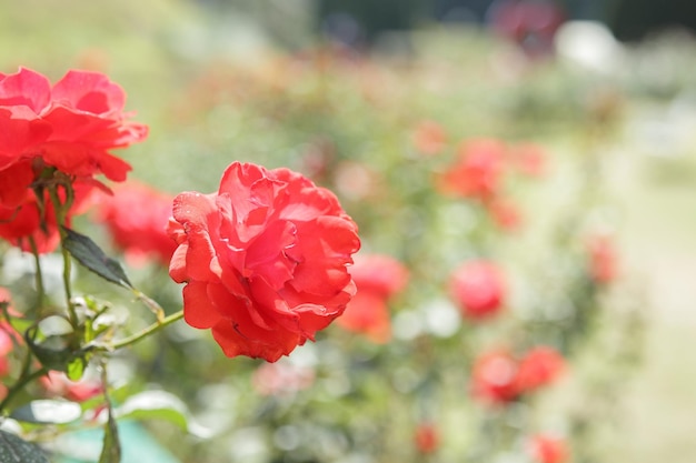 Belle rose rosse fioriscono nel giardino