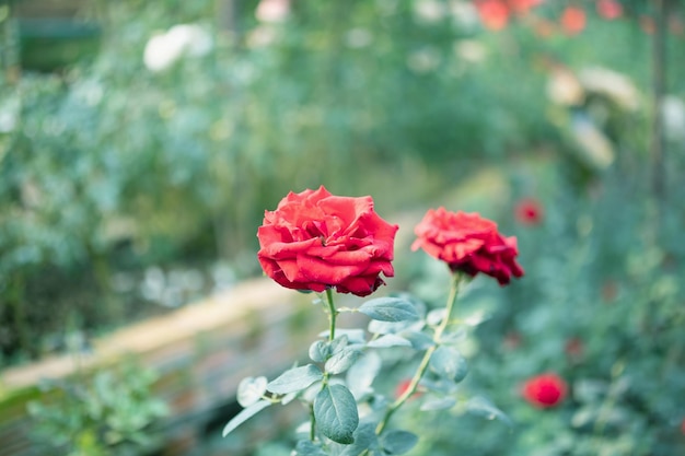 Belle rose rosse fioriscono nel giardino