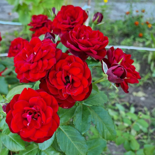 Belle rose rosse in giardino dopo la pioggia