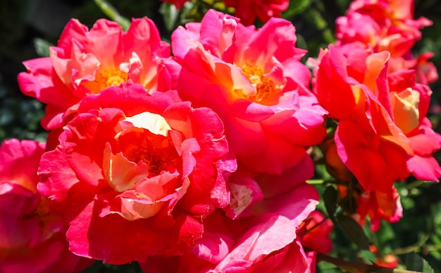 Belle rose rosse in giardino in piena estate di una giornata di sole