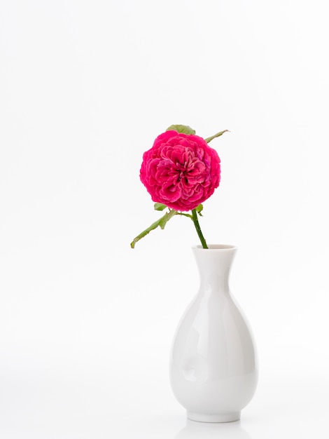 Belle rose rosse in vaso bianco su bianco