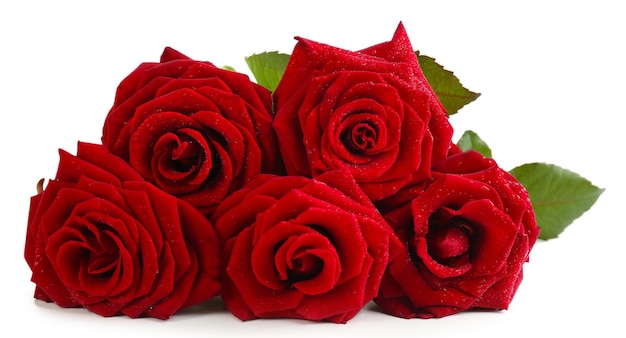 Belle rose rosse isolate su bianco